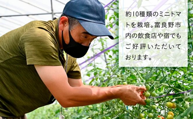 【2026年7月より発送】北海道 富良野市産 完熟ミニトマト 2種 計約3kg 甘っこ キャロル10 各1.5kg×2 詰め合わせ トマト 甘い 野菜 新鮮 数量限定 先着順【藏ファーム】