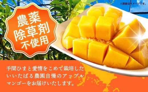 【先行受付】【2026年発送】いいたばる農園の家庭用アップルマンゴー約2kg - ご家庭用 先行予約 沖縄県産 産地直送 農薬不使用 除草剤不使用 南国フルーツ 旬の味覚 マンゴー オススメ 沖縄県 八重瀬町