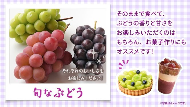 ＼選べる 内容量／ 旬なぶどう 品種おまかせ 約1.3kg(約2房) / 約2kg(約4房) / 約5kg(約8～12房) 単品【2026年8月より発送開始】（茨城県共通返礼品 [ぶどう]：結城市産） ぶどう 旬 おまかせ 詰め合わせ フルーツ 果物 巨峰 ピオーネ シャインマスカット ナガノパープル 我が道 ゴルビー