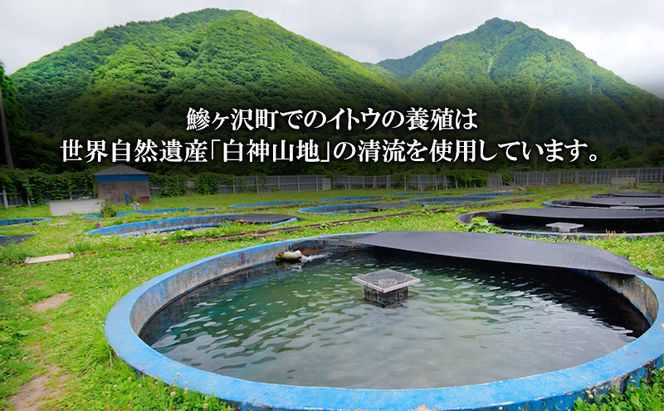鮮魚 幻の魚 イトウ 1尾 約2kg 魚 川魚 魚介 魚介類 海鮮 お刺身 刺し身 おかず おつまみ つまみ お酒のつまみ 酒のつまみ 幻 魚 青森 青森県 鰺ヶ沢町 ※配送地域限定