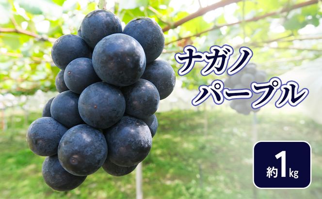 【2026年9月～発送】ナガノパープル約１kg フルーツ 長野県