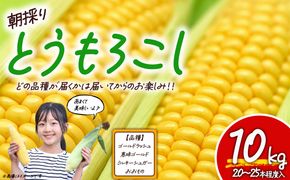【先行予約】朝採りとうもろこし 10㎏ お楽しみボックス（その他）