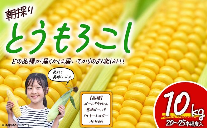 【先行予約】朝採りとうもろこし 10㎏ お楽しみボックス（その他）