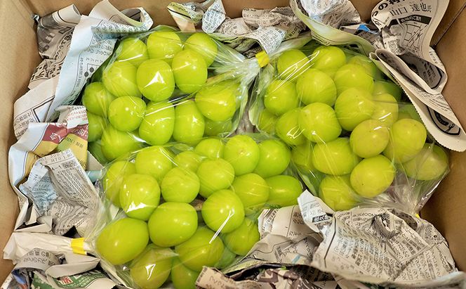 シャインマスカット 先行予約 約2kg 3～4房 果物 フルーツ ぶどう 大粒 甘い 完熟