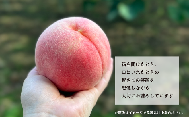 旬採り桃(品種おまかせ) 上級品 5-7玉 (岡山県産) / もも 桃 モモ 先行予約 フルーツ 果物 真庭市 フルーツ王国 きよとう果樹園 岡山 【KF-A002-04】