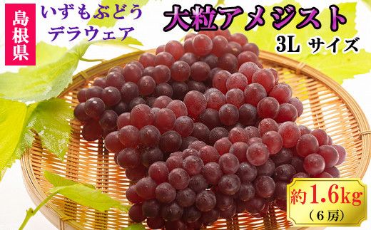 【2026年6月以降発送】いずもぶどう　デラウエア（出雲の大粒アメジスト）3Lサイズ 6房 1.6kg相当 美味しい 果物 フルーツ 322032_CG006