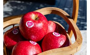 中松井農園 ピンクレディー約5kg 20～25玉 果物 フルーツ りんご 長野県産 信州 信州のリンゴ 酸味 小ぶり 芳醇 風味 クッキングアップル デザート 食後 爽やかな酸味 希少