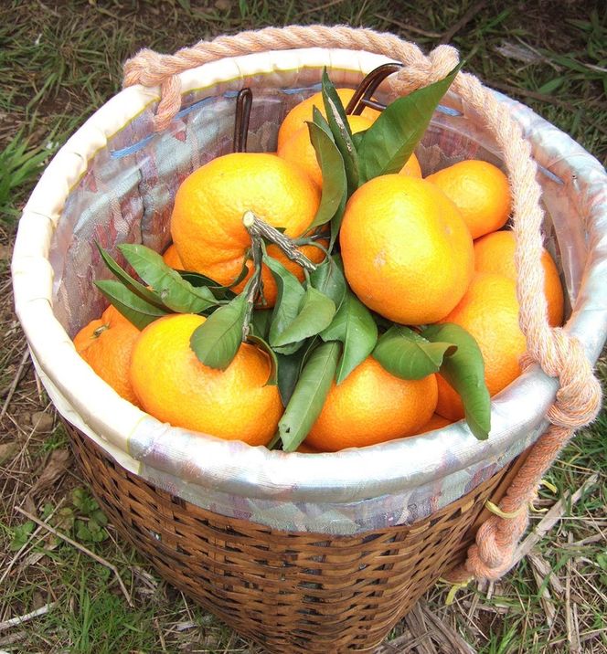 あきさわ園の木なり完熟みかん　10kg〈出荷時期:2025年11月1日出荷開始～2025年12月15日出荷終了〉【 みかん 神奈川県 小田原市 】 142069_BP001