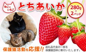 ねこといちご とちあいか280g×2パック｜いちご イチゴ 苺 栃木県 果物 フルーツ 動物　猫 ネコ CAT キャット 保護 愛護 支援 ※2026年12月～発送