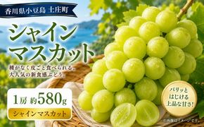 シャインマスカット  1房 約580g マスカット フルーツ 果物 香川県 土庄町