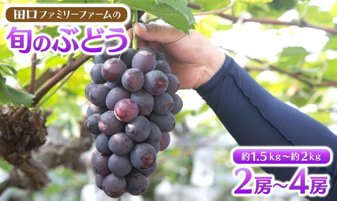 【田口ファミリーファーム】旬のぶどう(2房~4房) N053-YZB073