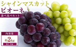 【満足セット】人気の2品種　シャインマスカット+ピオーネ食べ比べセット　約2kg(各1～3房) 372013_T006-829J