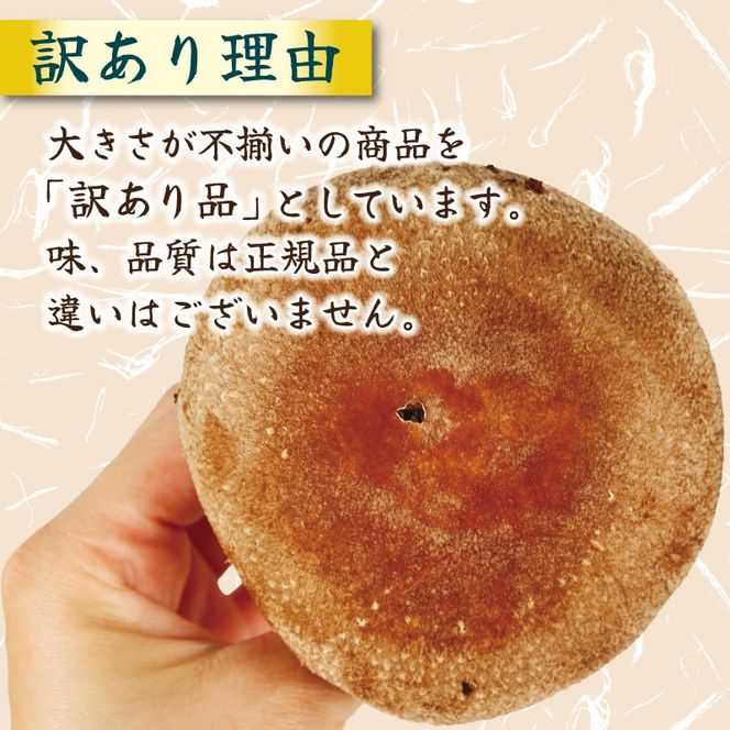 【5月～11月発送】 訳あり 不揃い 生しいたけ 1.5kg 生 しいたけ シイタケ 冷蔵 配送 椎茸 大ぶり 食べ応え 厚い 肉厚 うまみ 栽培期間中 農薬不使用