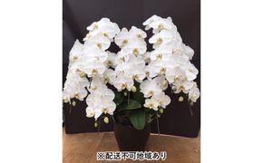 幸せが飛んでくる胡蝶蘭大輪7本立ち【配送不可：北海道、東北、沖縄、離島】 植物 