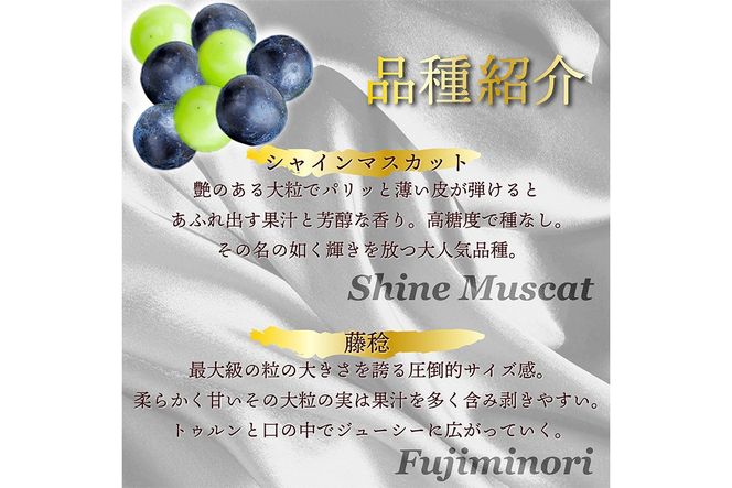 田園紳士厳選 シャインマスカット・黒葡萄セット 黒葡萄 セット 詰め合わせ ふるさと納税 シャインマスカット ふるさと納税 フルーツ セット 新鮮 国産 果実 くだもの 送料無料　DE00143