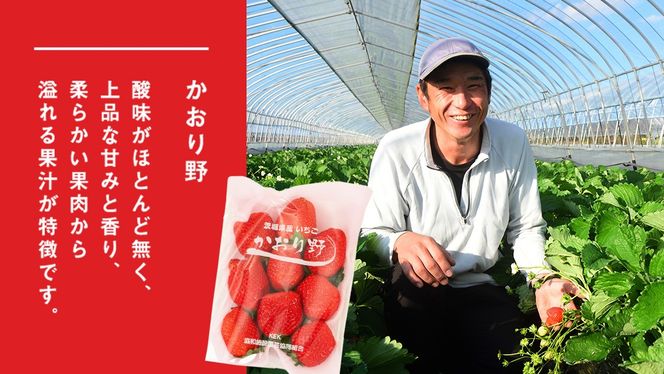 【 2ヶ月 定期便 】完熟 いちご 2パック ( 大粒 ) 先行予約 大粒 イチゴ 苺 フルーツ 果物 かおり野 とちおとめ やよいひめ [AF099ci]