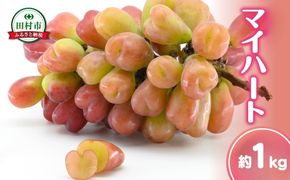 【 先行予約 2026年発送 】 マイハート 1kg 冷蔵 種無し 種なし ブドウ ぶどう シャインマスカット 巨峰 品種 果物 家庭用 甘さ 大粒 美味しい 食べ方 ランキング おすすめ 福島県 田村市 福島 ふくしま 鈴木農園 でんじろうさん