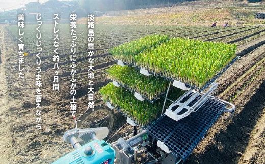 【新玉ねぎ】淡路島たまねぎ（10キロ）【発送時期：2026年5月頃】　玉ねぎ 産地直送