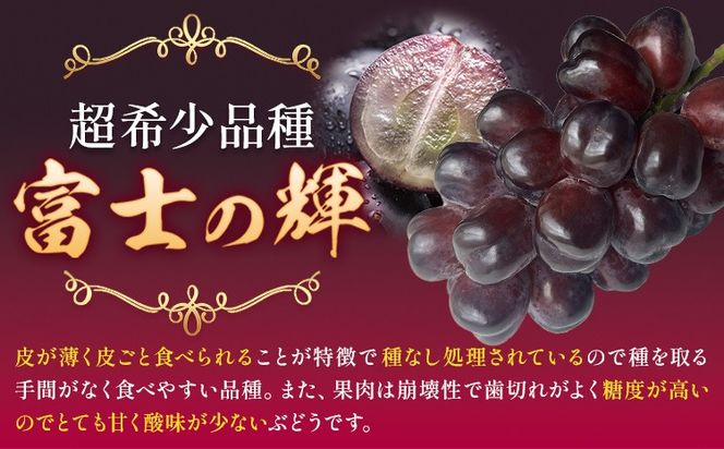 ぶどう 富士の輝 1房 贈答用もあり 茨城県 結城市 《8月下旬-9月下旬頃出荷予定》 會澤ぶどう・キウイフルーツ園 葡萄 ブドウ 大粒 種なし ブラック シャインマスカット 果物 フルーツ ギフト 国産 季節限定 【配送不可地域あり】(離島)---yuki_aizw_15_1p---