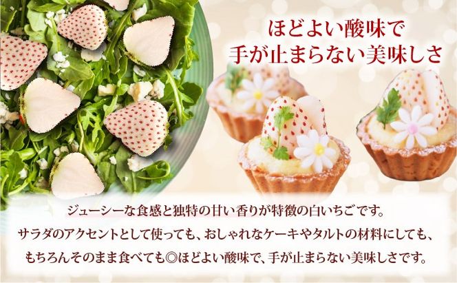 ＜2026年先行予約＞ サラダないちご（白）【ecg-001】