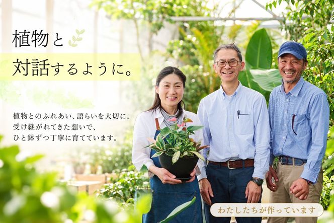 オリジナルアレンジ観葉植物　Sサイズ【寄せ植え インテリア リビング 室内 グリーン 植物 癒し リフレッシュ】 (H086109)