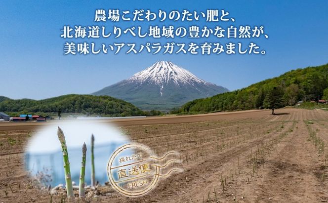 【 2026年 発送 】 北海道産 グリーン アスパラガス 約 900g  M - L サイズ混合 アスパラガス アスパラ 旬 朝採り 新鮮 お取り寄せ 産地直送 産直 野菜 農作物 詰め合わせ 国産 しりべしや 