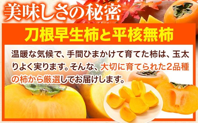 【先行予約】たねなし柿（刀根早生柿・平核無柿）約4kg（12～15玉前後） 《9月中旬-11月上旬頃出荷》 和歌山県 紀の川市 種なし柿 産地直送 柿 果物 フルーツ 2L～Mサイズ カキ---wfn_wlocal78_9c11j_25_10000_4kg---
