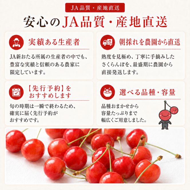 2027年発送 北海道 仁木町産 さくらんぼ 佐藤錦 720g （180g×4パック） 美味しい 人気 おすすめ お裾分け サクランボ チェリー フルーツ 果物 果物類  仁木町 仁木 [JA新おたる]
