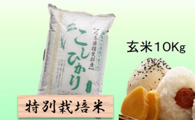 【令和7年産】特別栽培米 10kg【玄米】（コシヒカリ）