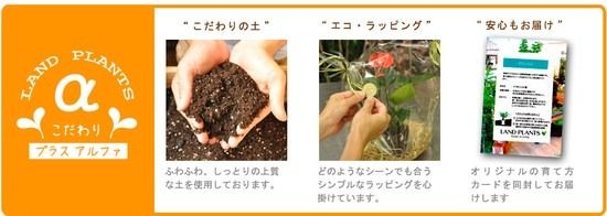 ウンベラータ （低木仕立ての自然樹形） 10号 白色 ぽってり スタイリッシュ 植木鉢 1鉢 【内部受皿・ココファイバー】 フィカス フィカスウンベラータ ゴム ゴムの木 ウランベータ ウンダベータ Ficus umbellata