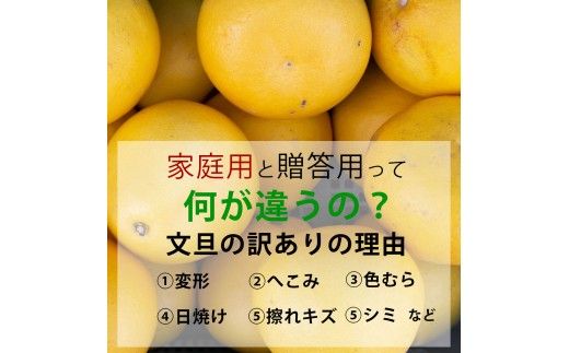 ＜土佐市産＞土佐文旦 訳あり 約10kg（3L～Lいずれかのサイズ）白木果樹園 返礼品 高知県 土佐市