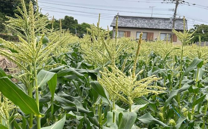 【2026年6月～発送】【最高糖度20度以上！】とうもろこし 2Lサイズ 20本 / ゴールドラッシュネオ トウモロコシ コーン スイートコーン / 南島原市 / 三和サービス株式会社[SGB009]