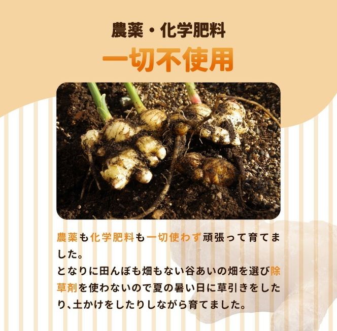 しょうが 粉末 N048-YA0494