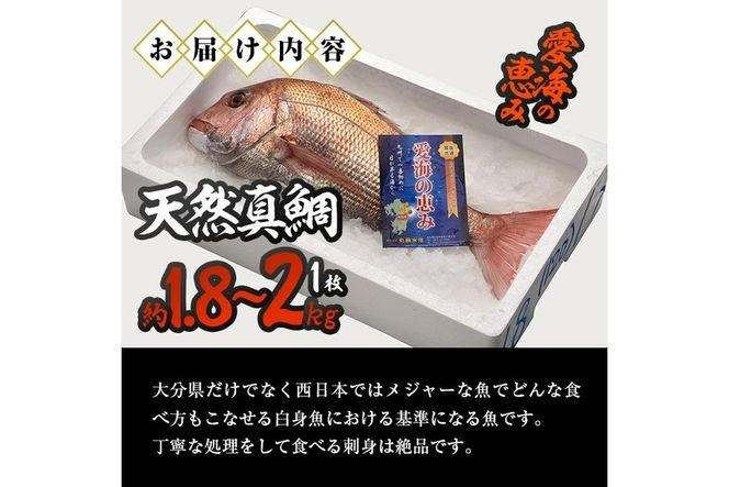 天然 真鯛 (約1.8-2kg・1枚) 直送 産直 漁師 魚 鮮魚 天然 マダイ 鯛 白身魚 獲れたて 刺身 煮つけ 塩焼き 冷蔵 豊後水道 鮮魚 大分県 佐伯市 愛海の恵み【CS02】【 (有)丸昌水産】