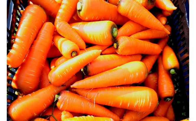 【先行予約（2026年12月上旬～順次発送）】＜てんとうむしばたけ＞有機にんじん5kg　BR00082