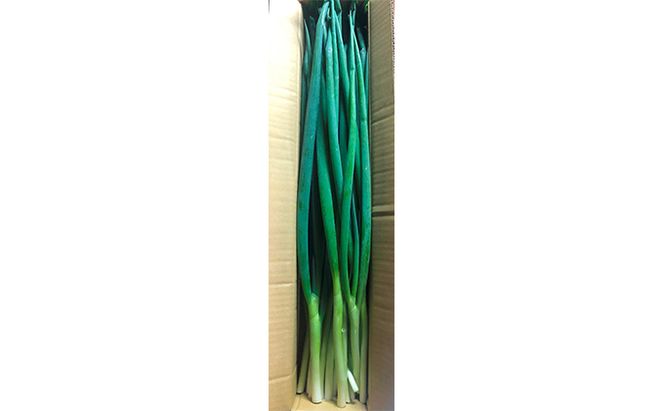 生産農家直送 京野菜・九条ねぎ1kg〈ねぎ ネギ 葱 九条ねぎ 京野菜 京都 新鮮 甘い 農家直送 野菜〉 