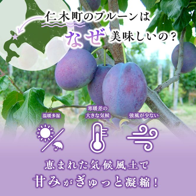 [先行受付] 北海道仁木町産 プルーン 1.6kg（品種：サンプルーン） 厳選品 果物詰合せ フルーツ 果物 くだもの[松山商店]