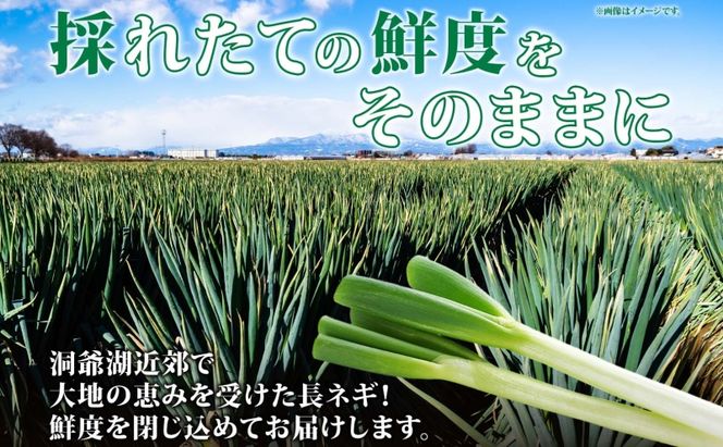 役に立ちます 冷凍カット野菜 長ねぎ1/2分×18袋 長ネギ 冷凍 カット 野菜 小分け 時短 弁当 簡単 調理 便利  国産 北海道 洞爺湖町