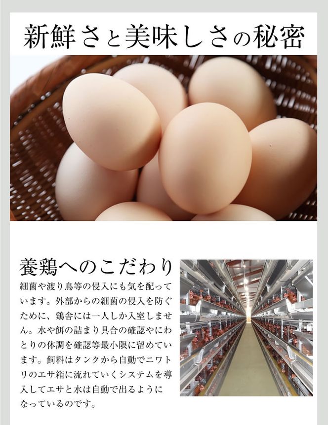 U-3 黄身がしっかり濃厚な卵【アスタの恵み】90個