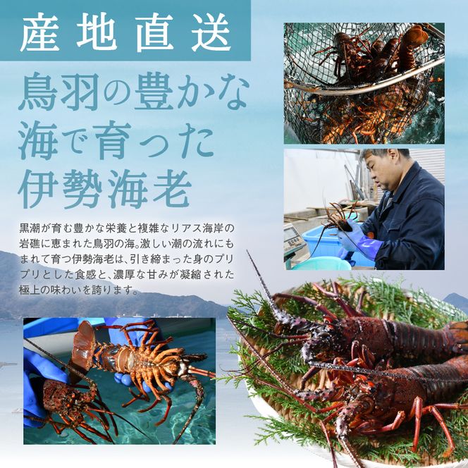 L-5活伊勢海老セット