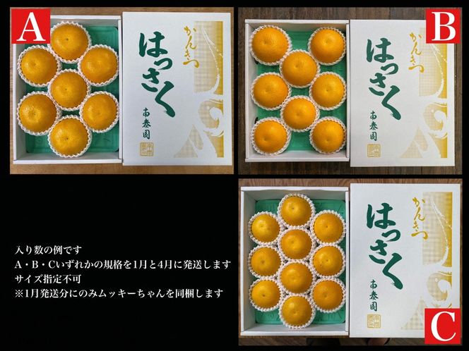 1・4月発送 全2回 定期便 はっさく マニア 貯蔵 ＆ 木成完熟 特秀 7 ～ 10玉 和歌山 有田 南泰園 BS180