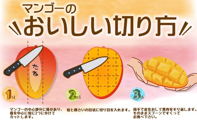 【2027年発送】ご家庭用でも極上に美味しい完熟アップルマンゴー約1.5kg 農園直送！