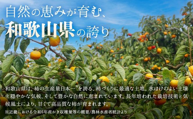 【2026年先行予約】柿 かき あんぽ柿用 T軸枝無 種なし 生渋柿 選べる 1.5~2kg 4.5~5kg 14.5~15kg ふるさと農園《10月中旬-11月上旬頃より発送予定(土日祝除く)》 和歌山県 日高町 贈り物 ギフト---wsh_fsn15_10c11j_25_11000_612---