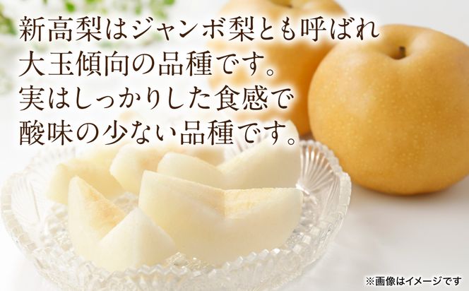 【先行予約】 新高梨 約5kg (5～20玉)  梨 なし ナシ フルーツ くだもの 果物 旬 熊本県 八代市 【2026年9月中旬より順次発送】