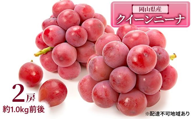 ぶどう 2026年 先行予約 クイーンニーナ 2房 約1.0kg前後 ブドウ 葡萄  岡山県産 国産 フルーツ 果物 ギフト 濃厚 甘み 後味が良い 大粒 糖度20度 デザート 