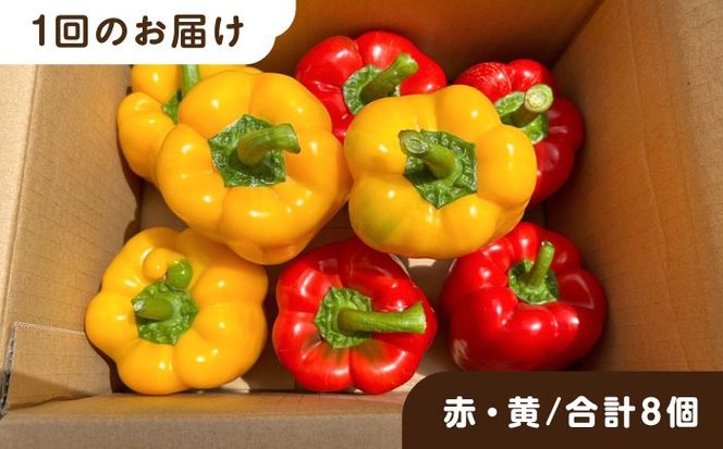 【全3回定期便】肉厚 パプリカ 8個 福岡県 糸島市 / シーブ 野菜 やさい [AHC063]