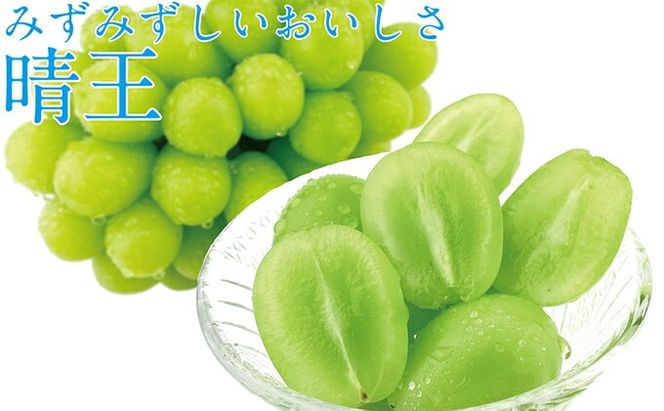 ぶどう 先行予約 【2回定期便】 シャイン マスカット 晴王 1房 約600g ブドウ 葡萄  岡山県産 国産 フルーツ 果物 ギフト デザート 食後 酸味が少ない 9月・10月にお届け ハレノフルーツ