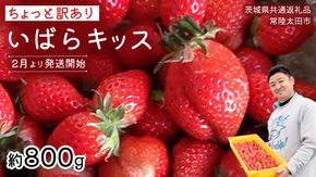 【 先行予約 】《 いばらキッス 》ちょっと訳あり イチゴ たっぷり800g バラ詰め 《 2025年2月以降発送 》（茨城県共通返礼品／常陸太田市） 訳あり いちご 苺 高糖度 甘い 加工用 生食用 ジャム 製菓用 朝採れ 新鮮 数量限定 期間限定 [ES015us]