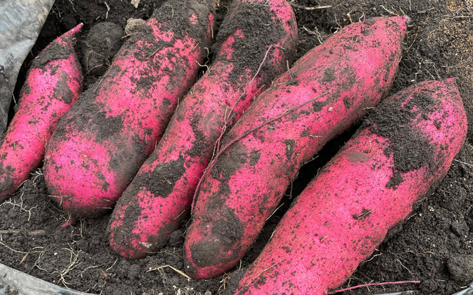 【2026年先行予約】蒜山の柴田さん家の紅はるか ３kg / さつまいも 紅はるか 岡山県 真庭市 蒜山 【sbta001-01】