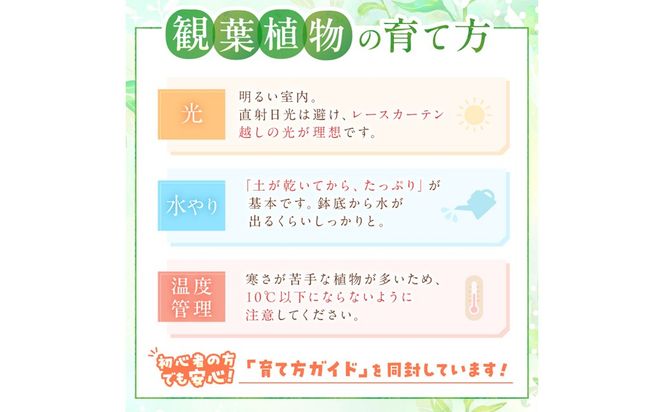 【お部屋にちょうどいい】観葉植物お試し3点セット｜専門店が選ぶ“はじめてのグリーン”【京都・京丹後】 植物 ガーデニング 癒し 自然 ふるさと納税 観葉植物 プレゼント 記念日 おしゃれ ふるさと納税 母の日　YE00004